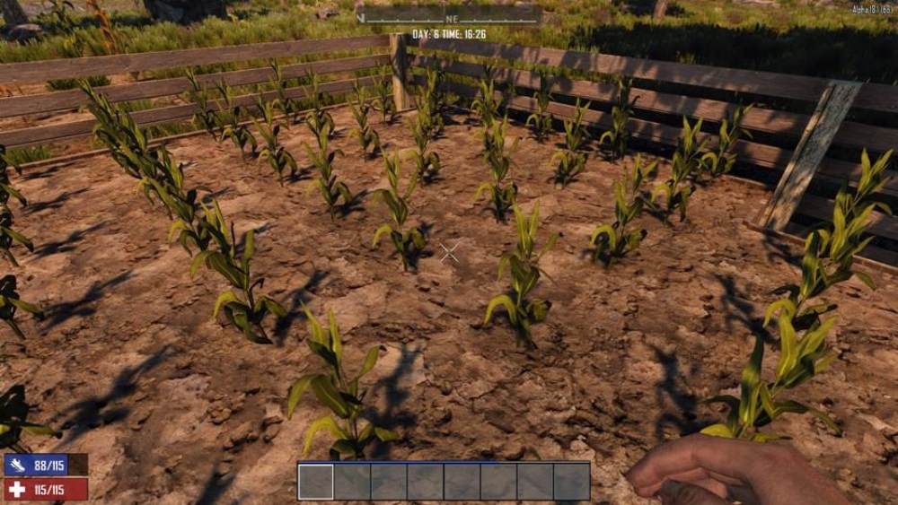 Farm full of corn stalks 