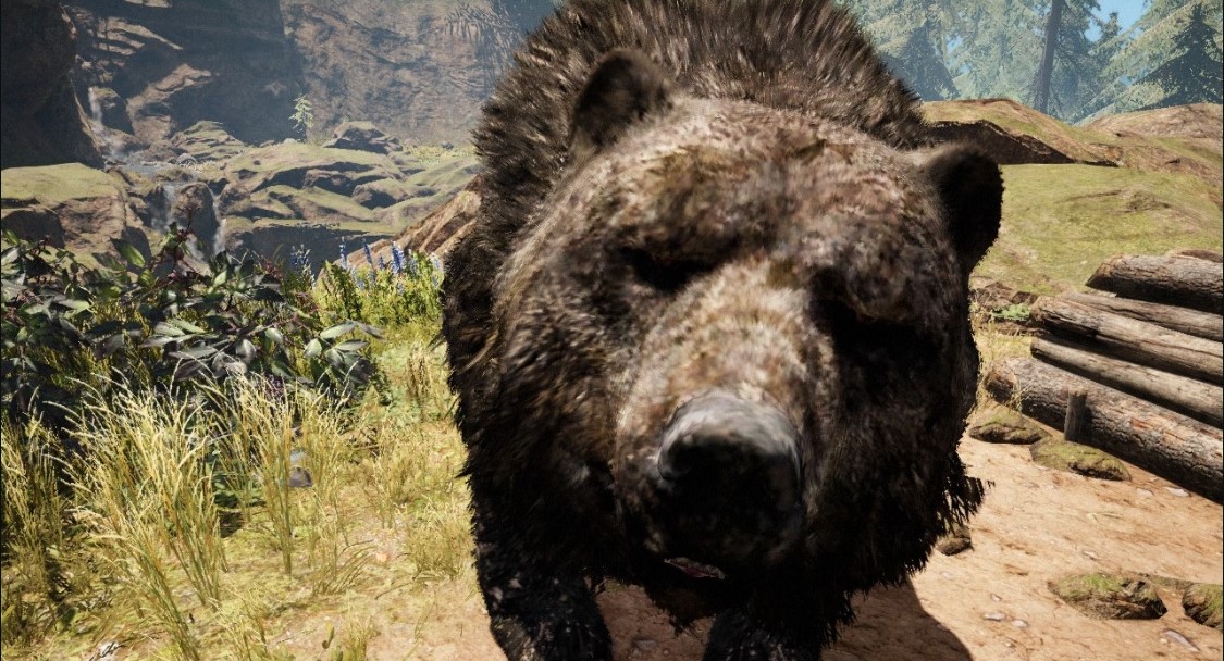 Бурый медведь смотрит в камеру