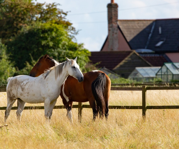 Fun horses on a farm